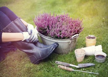 Which Flowers can help to relieve Stress and Anxiety in our Daily Life?