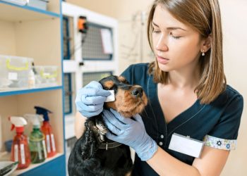 How To Kickstart Your Career In Animal Care?