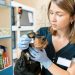 How To Kickstart Your Career In Animal Care?