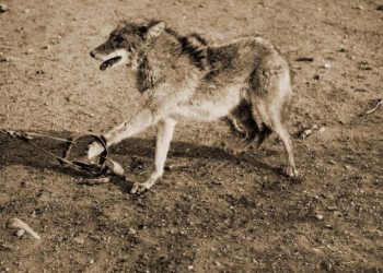 The Five Summer Critters to detest, trap and destroy!