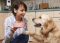 HOW TO CHOOSE THE BEST DOG FOOD