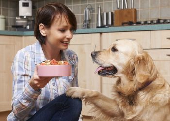 HOW TO CHOOSE THE BEST DOG FOOD