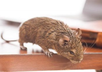 How to Deal with a Mice Infestation and the Warning Signs
