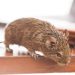 How to Deal with a Mice Infestation and the Warning Signs
